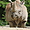 Le rhinocéros (zoo de Zurich)