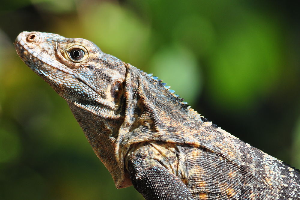 Iguane de la côte pacifique