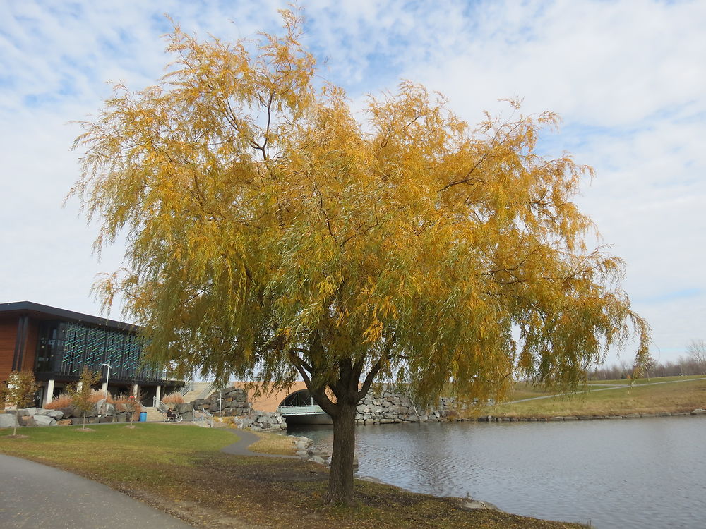 Parc de la Cité à St-Hubert