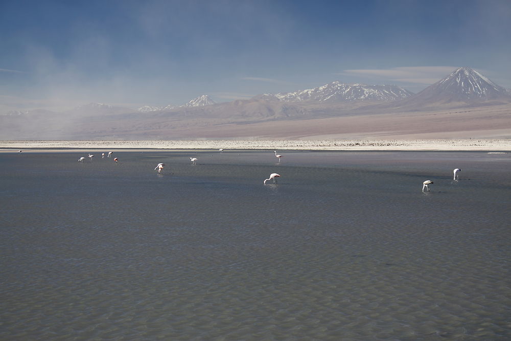 laguna Chaxa 2300 mètres