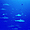 Mur de requins gris à la Passe de Tiputa