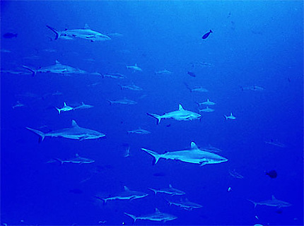 Mur de requins gris à la Passe de Tiputa