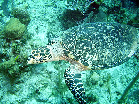 Tortue qui nage Tortue qui nage