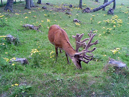 Cerf Cerf