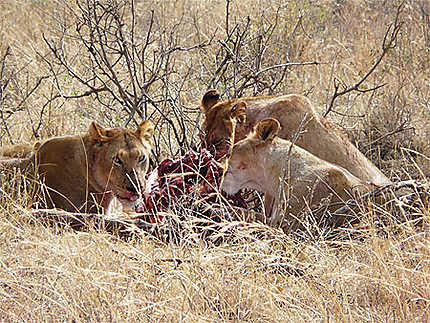 Lionnes autour de leur repas