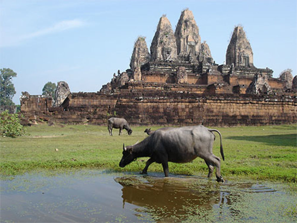 Buffles d'eau dévant le Pre Rup