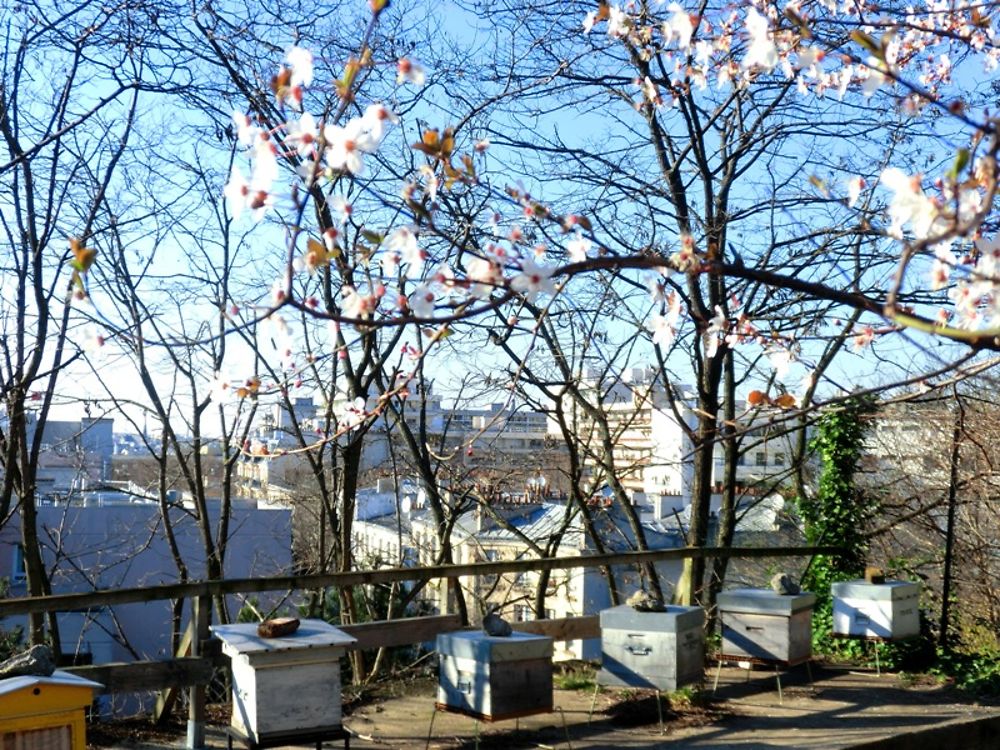 Jardin partagé et ses ruches