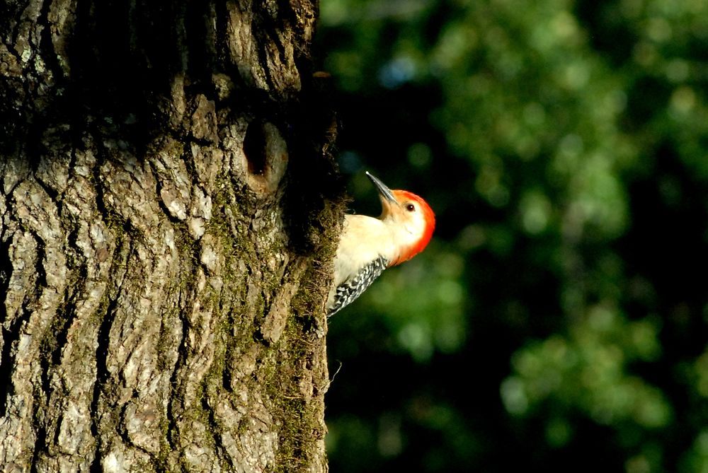 Pic à tête rouge