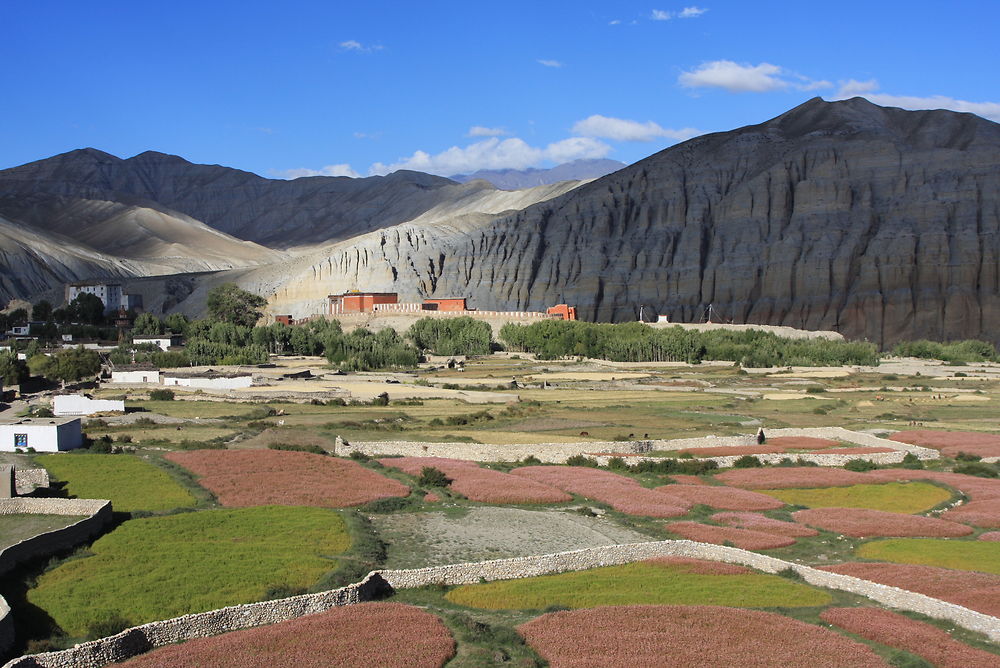 Champs de millet à lo manthang