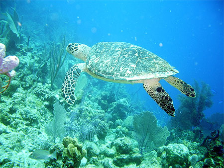 Tortue marine Tortue marine