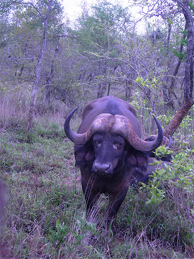 Buffle à thorny bush Buffle à thorny bush