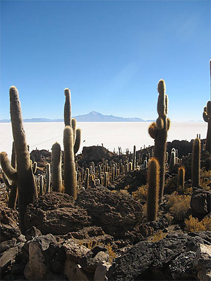 &quot;Ile&quot; d'Incahuasi et ses cactus géants