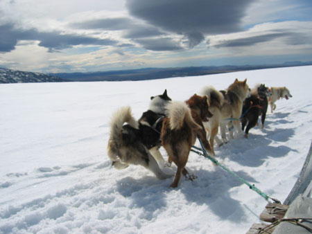 Chiens et Glacier Chiens et Glacier