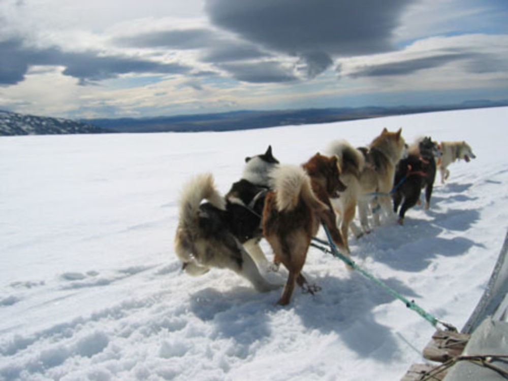 Chiens et Glacier