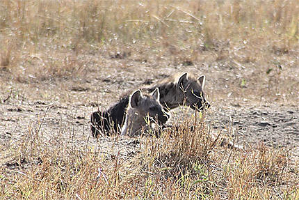 Bébés hyènes