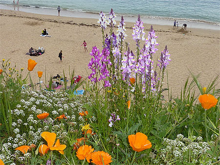 plage champs Plages Mer Fleurs Pouldu Clohars