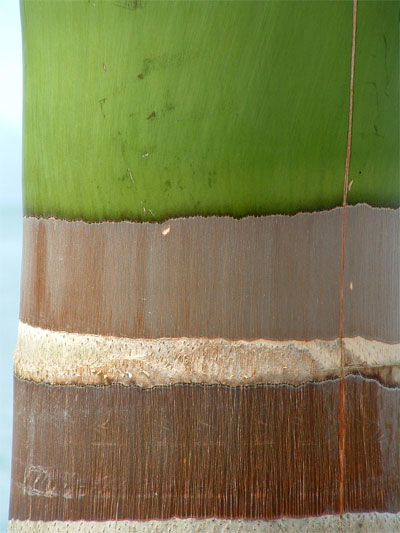 Bout de bambou
