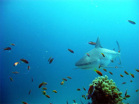 Requin gris-Dagsit de l’océan Indien à Mayotte Requin gris-Dagsit de l’océan Indien à Mayotte