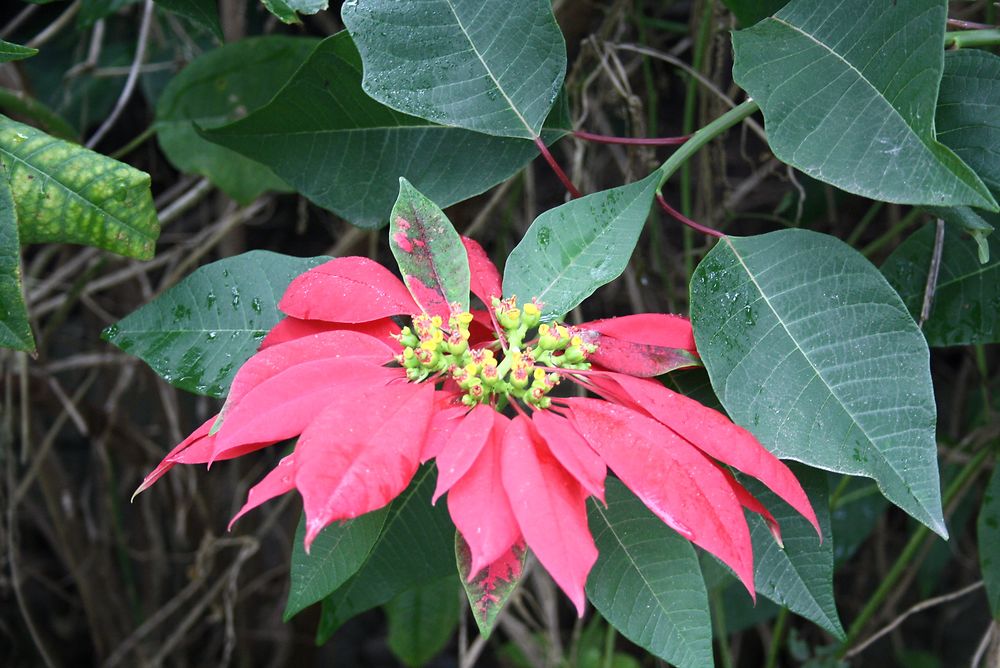 Le poinsettia ou étoile de Noël