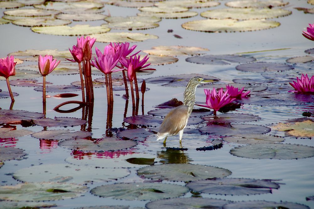 Faune et flore 