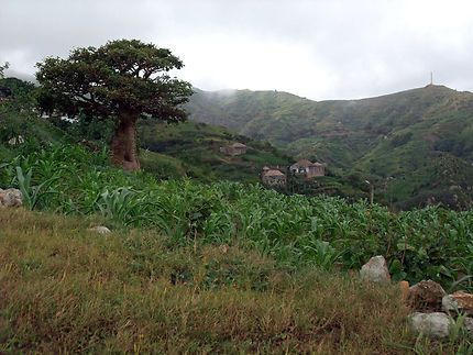 Figueiral de Baixo et un baobab imposant