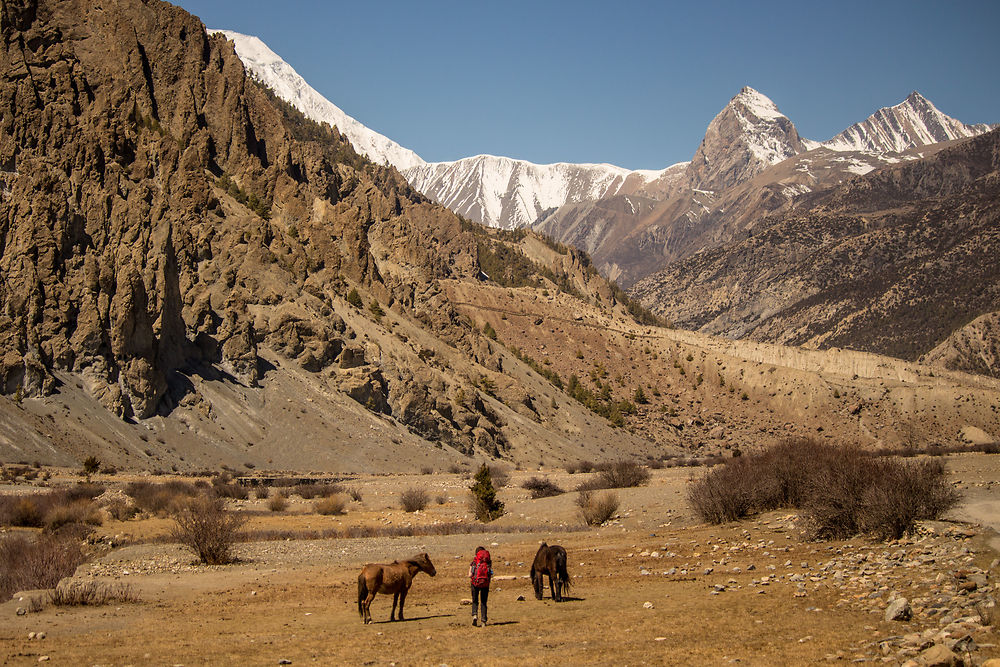 Wild horses in front of Tilicho Peak