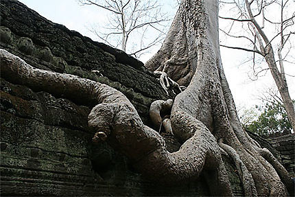 Majestuosité d'Angkor !