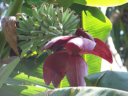 Fleur et bananes