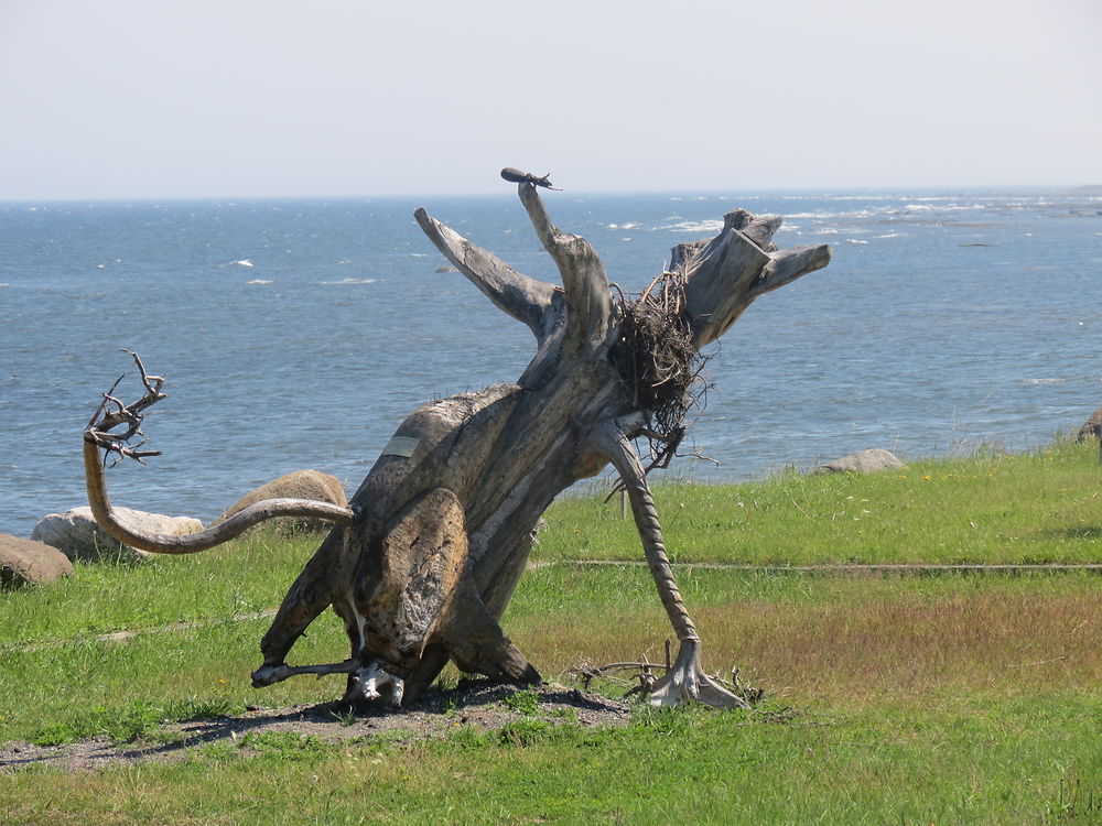 Bois flotté à Carleton-sur-Mer