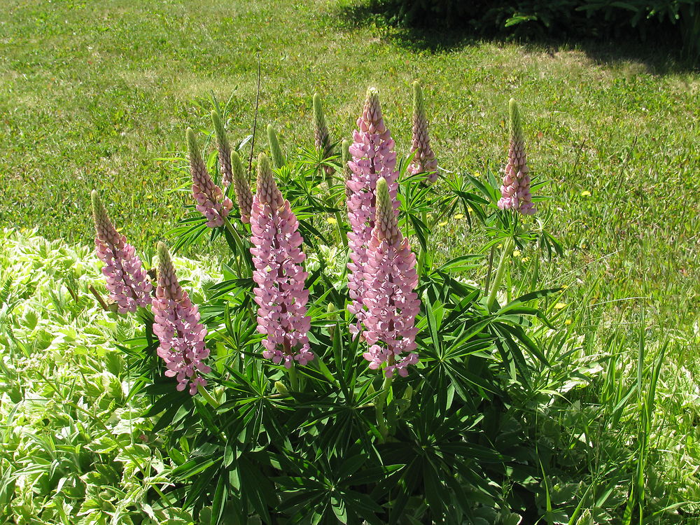 Lupins à Cabano