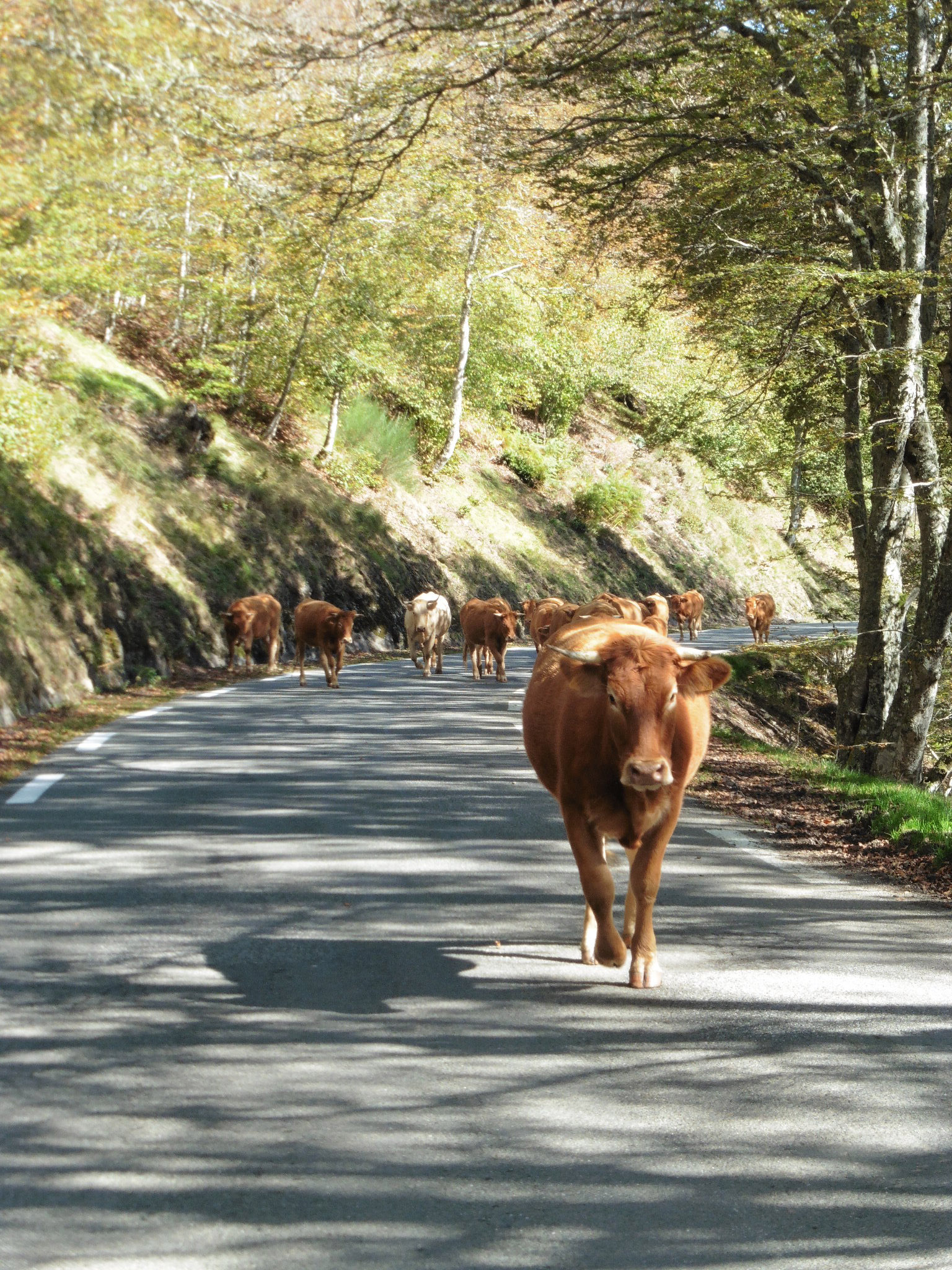 Sur la route entre Arreau et col d'Aspin Sur la route entre Arreau et col d'Aspin