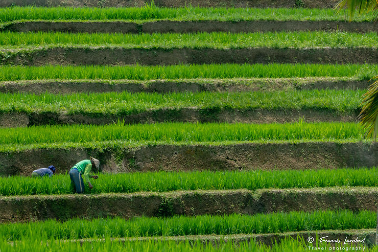 Rizières de Jatiluwih, Bali