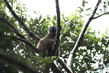 Le lémurien bamboo