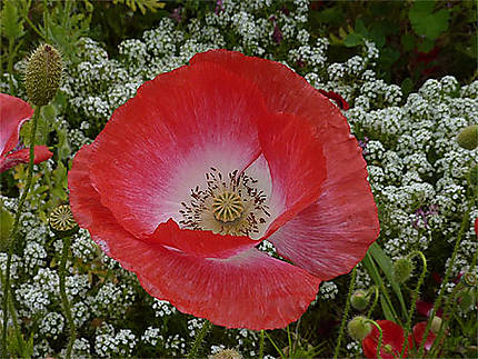 Un rouge de coquelicot