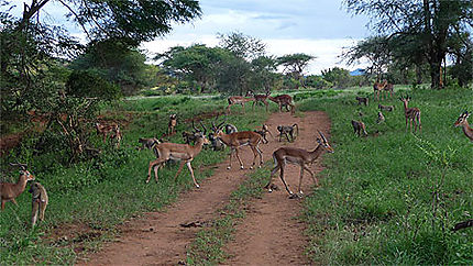 Impalas et babouins