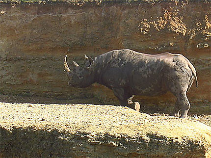 Rhinocéros noirs