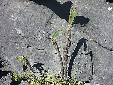 Jolis cactus sur les Tsingy