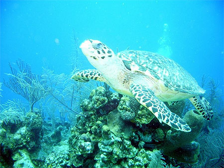 Tortue Tortue