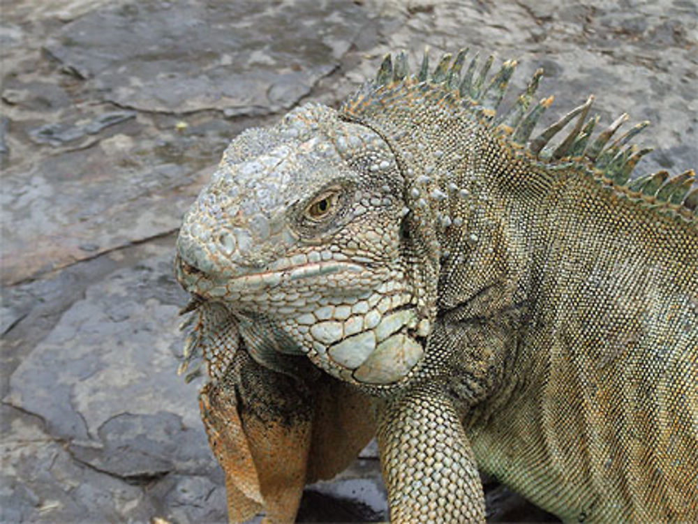 Iguane