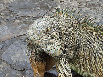 Iguane