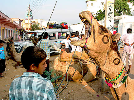 Pushkar foire aux chameaux 