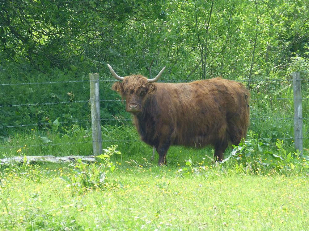 Boeuf écossais en Normandie 