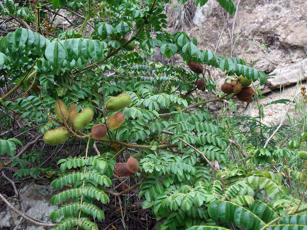 Arbre à graines de canique pour l'Awalé