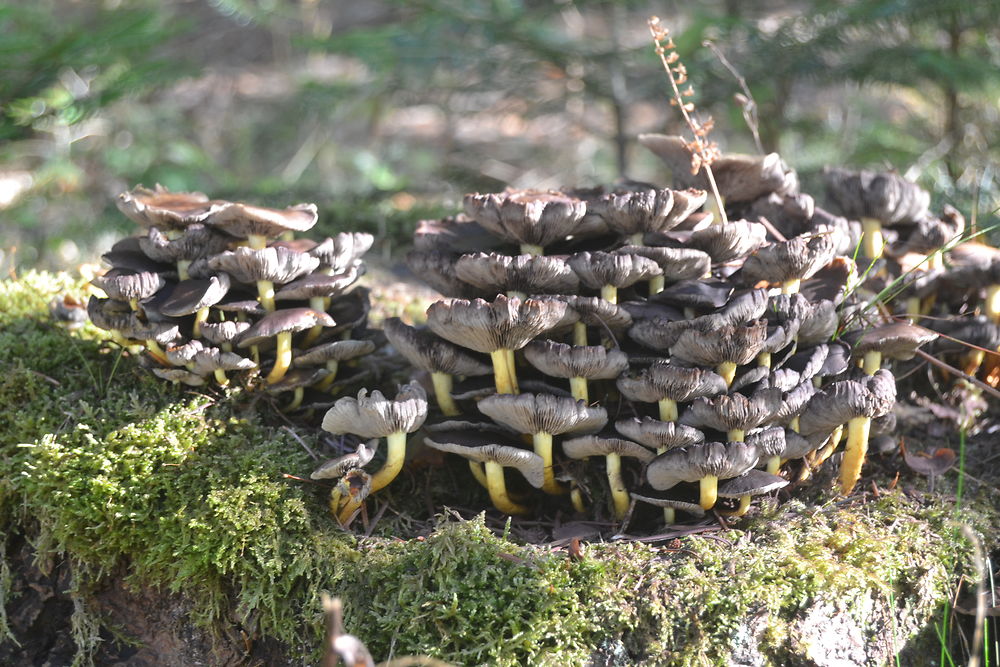 Champignons sur la souche