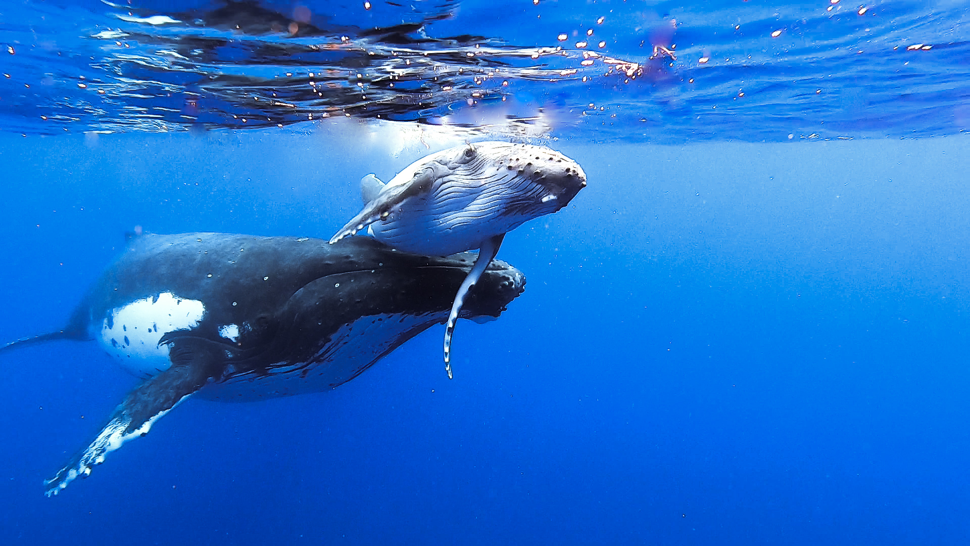 Maman Et Bebe Baleine Baleines Animaux Animaux Moorea Archipel De La Societe Polynesie Francaise Routard Com