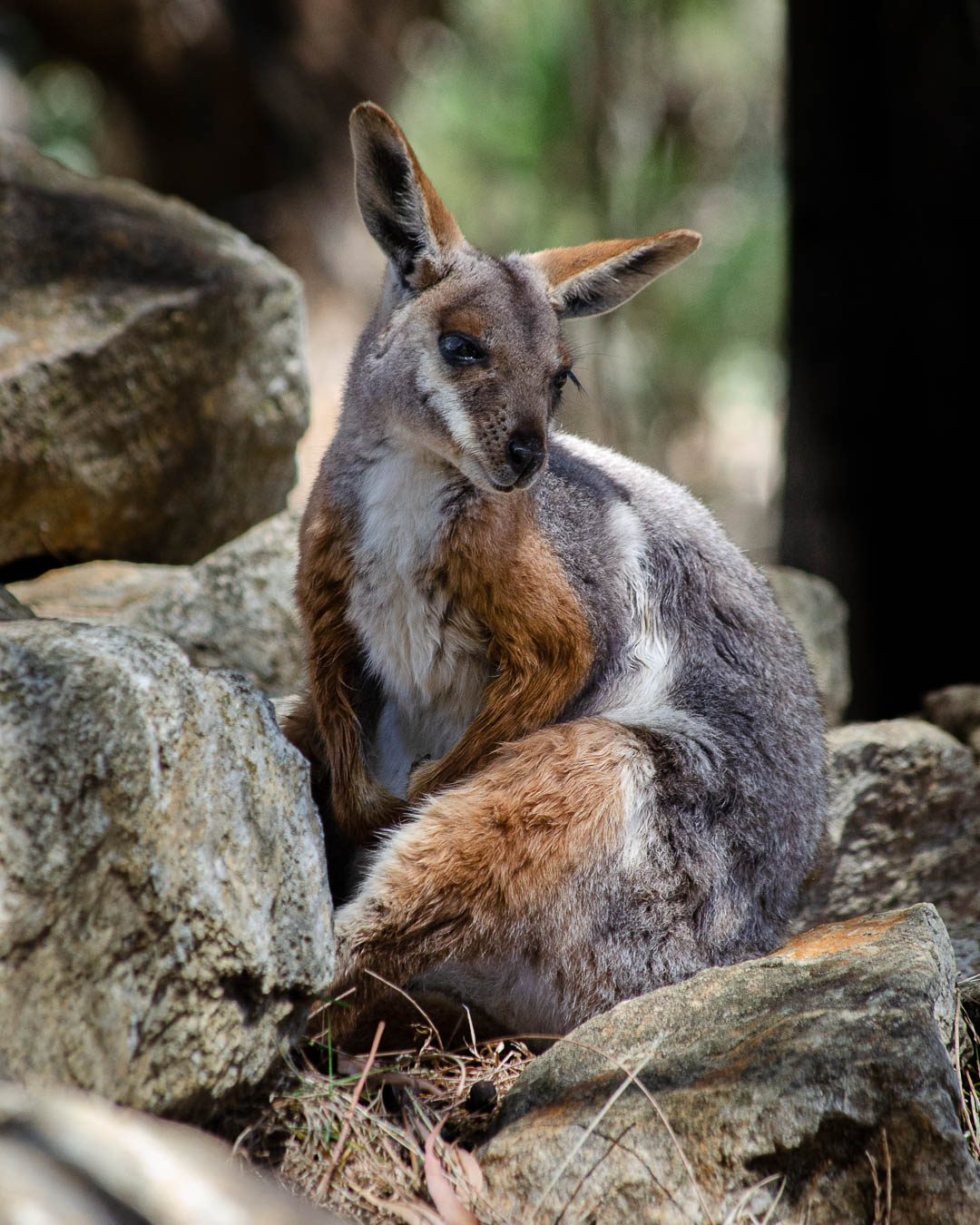 Rock Wallaby Rock Wallaby
