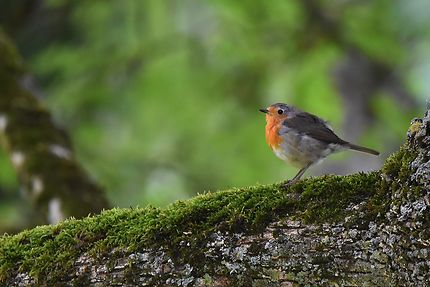 Rouge-gorge familier