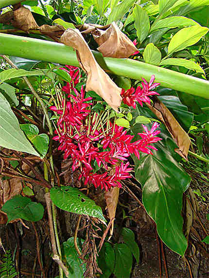 Fleur tropicale à la Guadeloupe