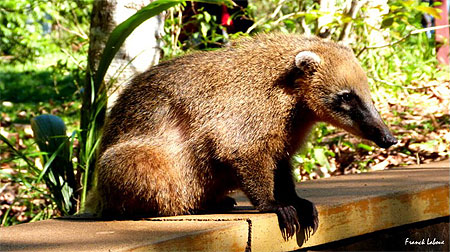 Un des nombreux coatis du parc des chutes d'Iguaçu
