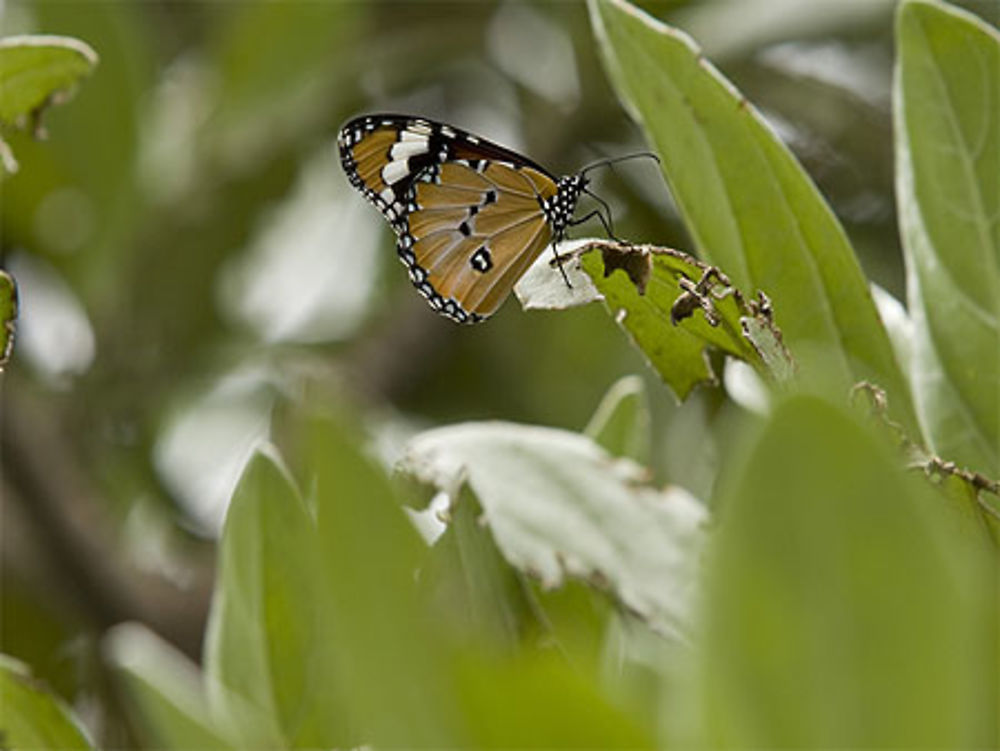 Papillon à l'Ile Maurice